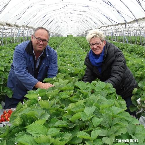 Hans & Paulette aardbeien Vinkt