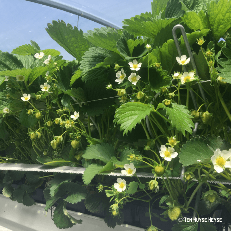 oogst aardbeien oogst aardbeien