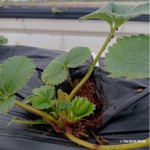aardbeiplanten aardbeiplanten