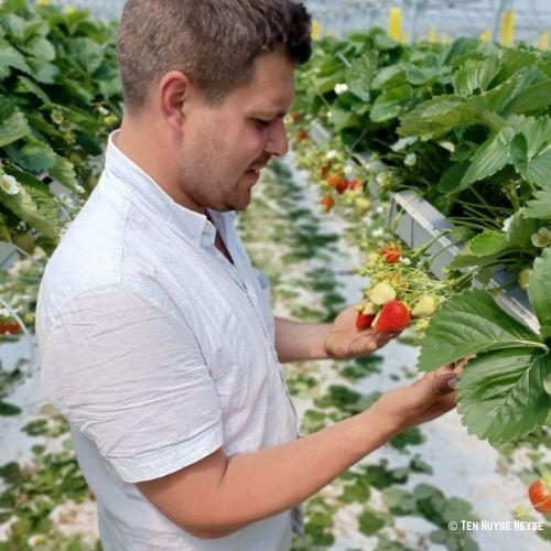 Jelle Heyse aardbeien Vinkt